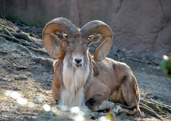 Transcaspian-Urial-caccia-in-Iran