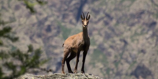 caccia al camoscio macedonia