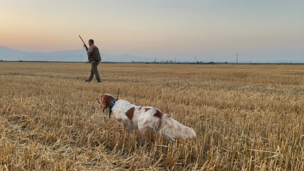 Cani da caccia setter inglese