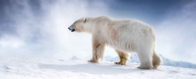 Caccia-all-orso-polare