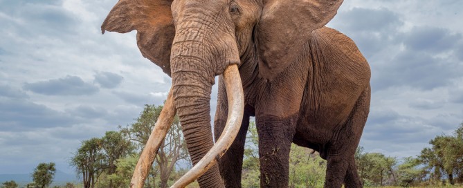Caccia-in-Africa-grandi-cacciatori
