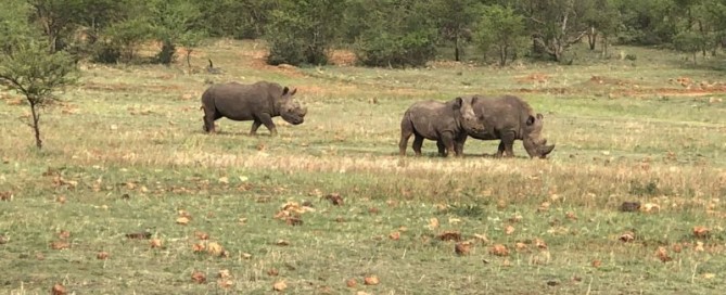 Viaggi di caccia in Sudafrica