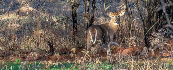 White Tail
