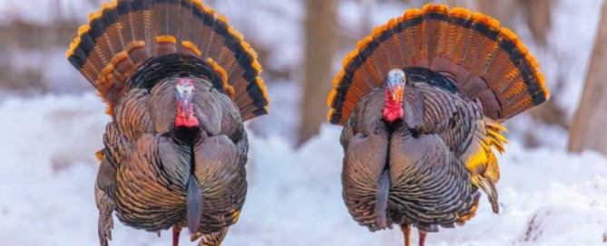 La Caccia al Wild Turkey negli USA