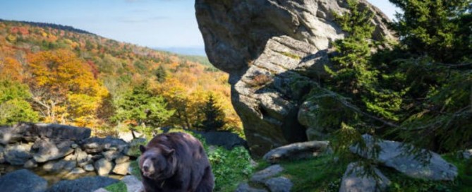 Caccia all'Orso Nero in North Carolina