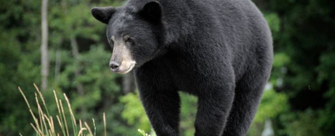 Le migliori destinazioni per la caccia all'orso nero in Nord America