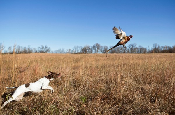 Cani-da-caccia-Pointer-fagiano