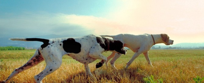 Cani-da-caccia-il-pointer