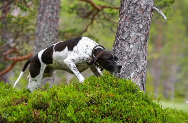 Pointer-da-caccia-in-ferma-sul-selvatico