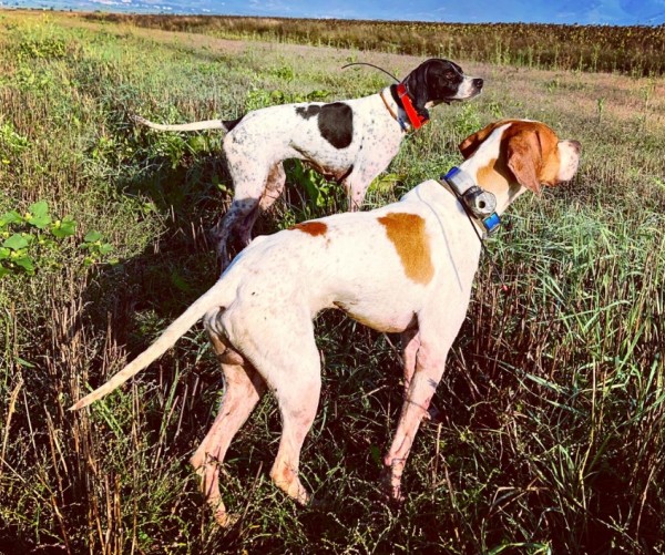 Pointer-inglesi-in-ferma-di-consenso
