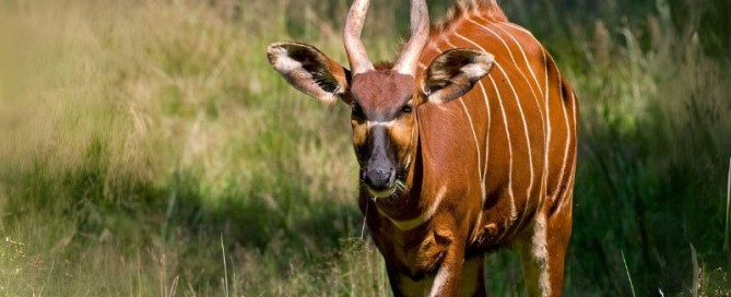 Caccia al Bongo nella foresta pluviale del Camerun