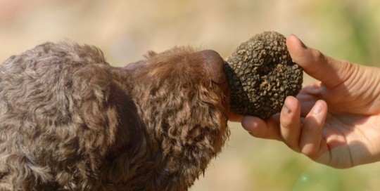 Caccia al tartufo nella Riserva La Montefeltro di Rivergaro