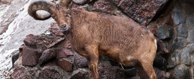 Alla Scoperta della Pecora Tur in Daghestan