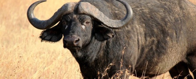 Caccia al bufalo nella Save Valley