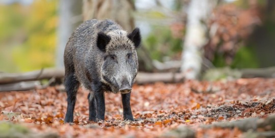 Caccia al cinghiale in Italia