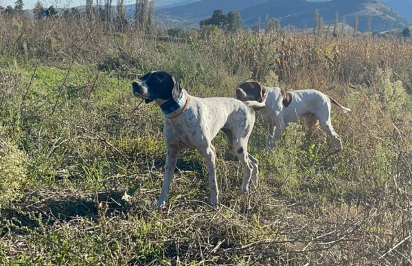 coppia-di-Pointer-inglesi-in-ferma-sul-selvatico