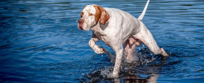pointer-inglese-in-ferma-sullacqua