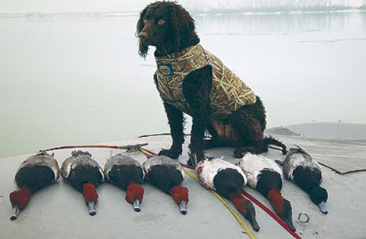 American-Water-spaniel