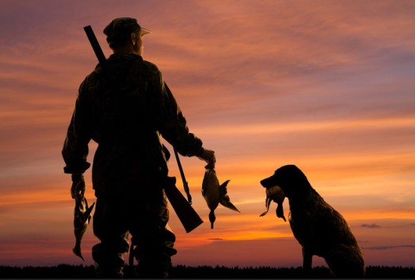 Caccia-alle-anatre-con-i-retriver-e-labrador