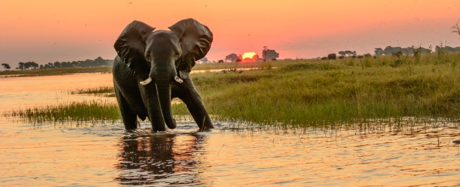 Caccia-grossa-in-Botswana