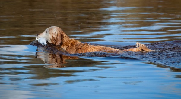 Golden-retriver-cani-da-caccia-alle-anatre