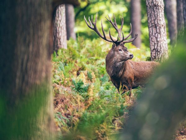 Cervo rosso nella foresta