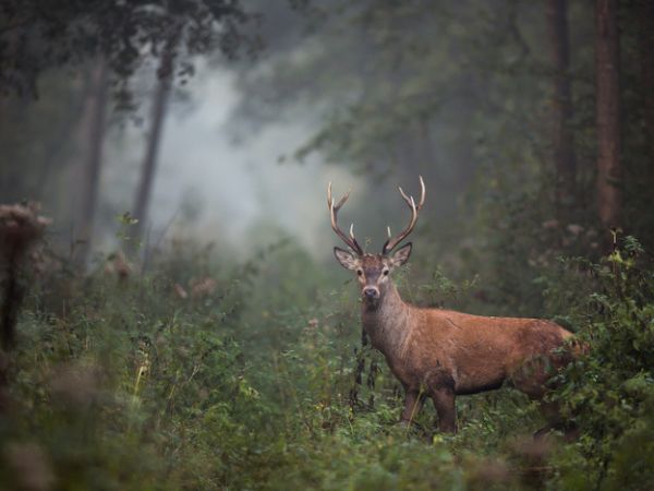 Cervo al bosco