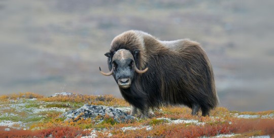 Caccia al Musk Ox in Islanda