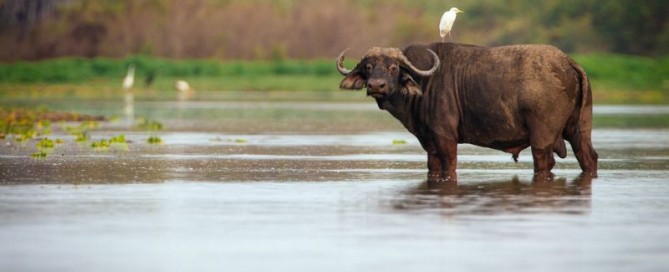 La caccia al bufalo nel Selous