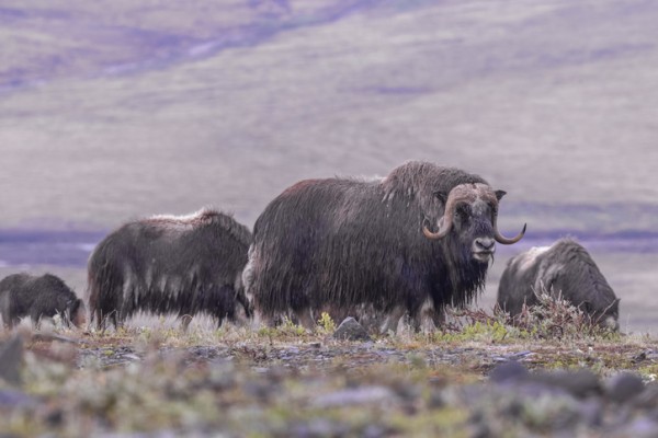 caccia-al-bue-muschiato-musk-ox