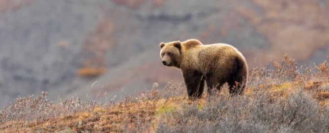 La grande avventura della caccia al Grizzly