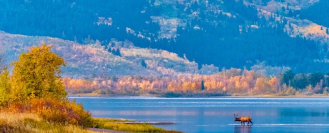 caccia al Wapiti in Nord America