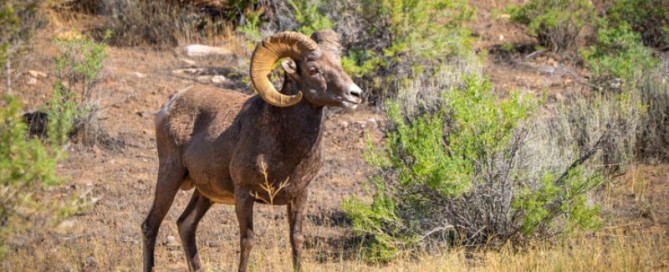 La grande sfida della caccia al Bighorn e alle capre americane