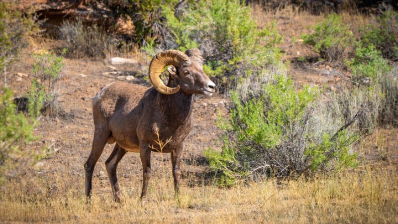 La grande sfida della caccia al Bighorn e alle capre americane
