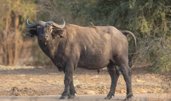Bufalo-africano-della-savana