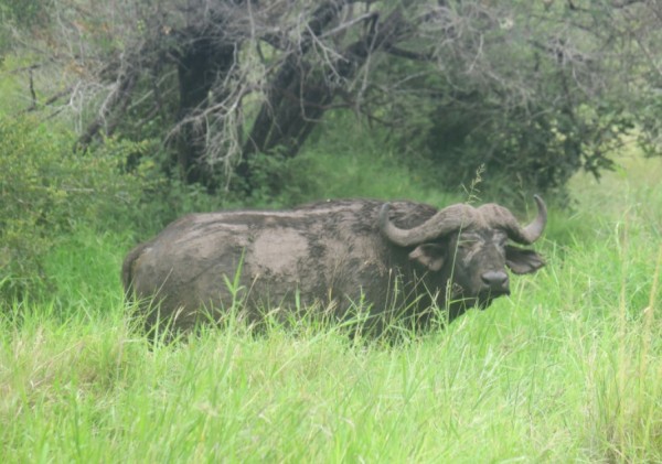 Syncerus-caffer-bufalo-cafro
