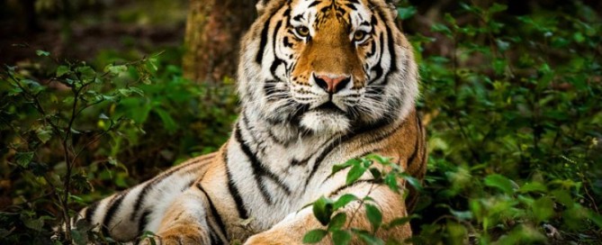 La Caccia alla Tigre nell’epoca dei Maharaja