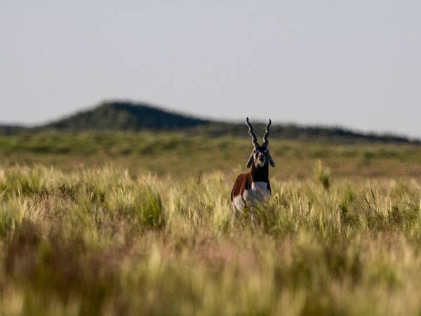 La regina delle pampas