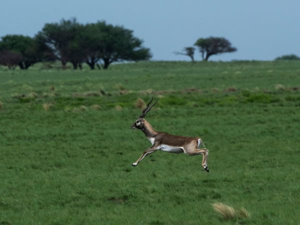caccia al Blackbuck