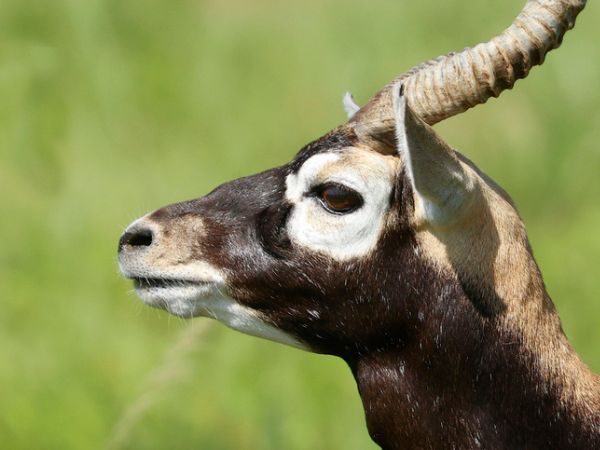 Periodo migliore per la caccia
