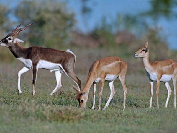 caccia al Blackbuck nelle pampas argentine
