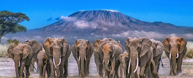 Caccia agli Elefanti in Africa