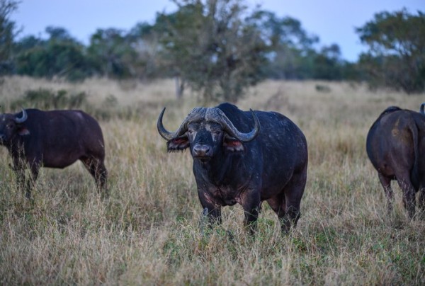 safari-bufalo-africano