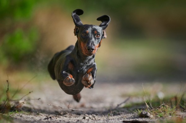 Cani-da-caccia-il-Bassotto