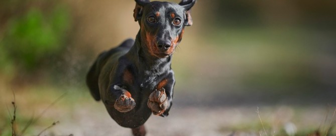 Cani-da-caccia-il-Bassotto