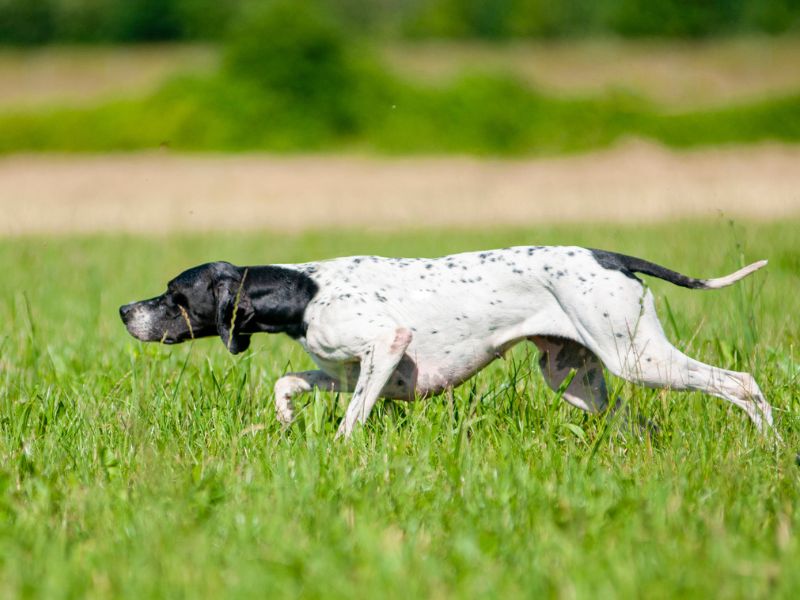 Addestramento cani in Zona C nella riserva La Montefeltro di Rivergaro