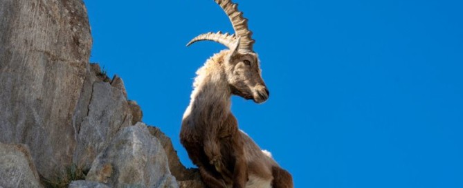 Caccia allo stambecco: re delle montagne del Vecchio Mondo