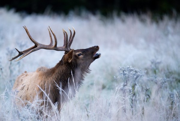 il-bramito-del-wapiti