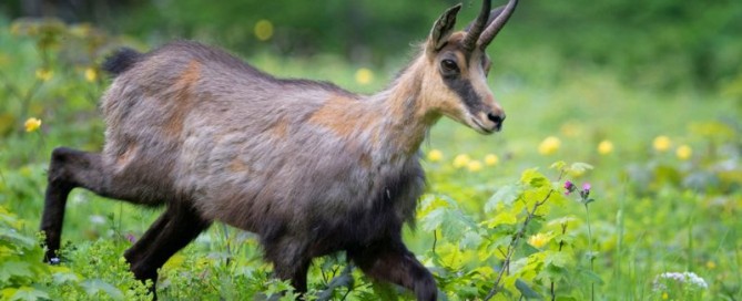 La Caccia al Camoscio dei Carpazi tra le Montagne della Romania