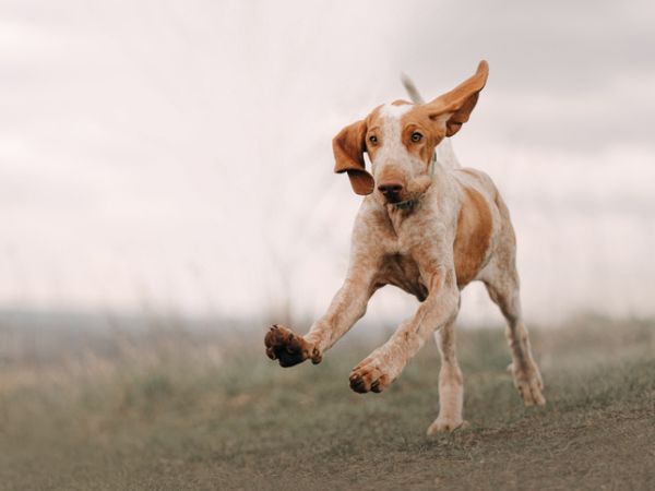 Bracco Italiano